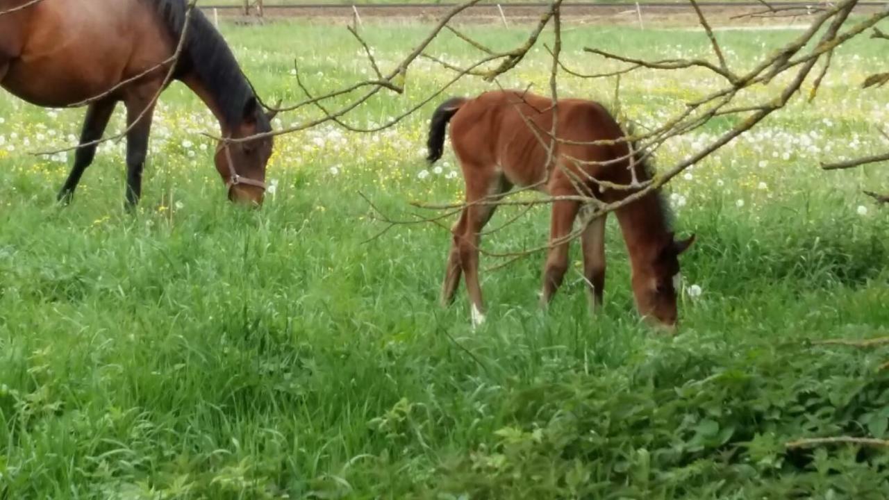 "Ferienhaeuser" Am Waldesrand Mit Und Ohne Garten Knusperhaeuschen, Teufelsloch, Walpurgishuette, Brockenhuette Wernigerode Zewnętrze zdjęcie